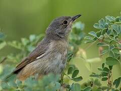 Subalpine Warbler