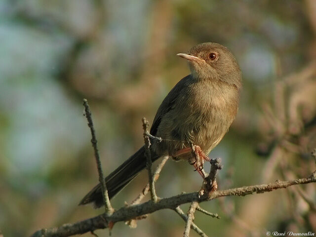 Dartford Warbler