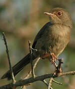 Dartford Warbler