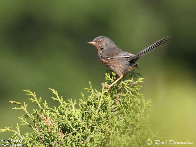 Dartford Warbler male adult breeding, identification