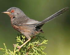 Dartford Warbler