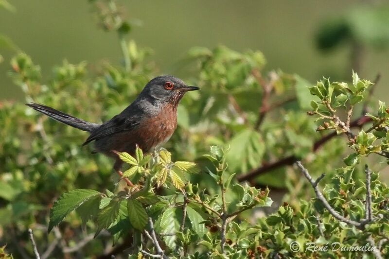 Dartford Warbler male adult breeding, identification