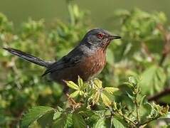 Dartford Warbler