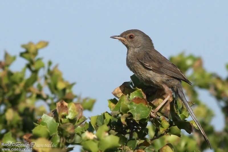 Dartford Warblerjuvenile, identification