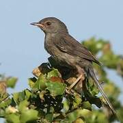 Dartford Warbler