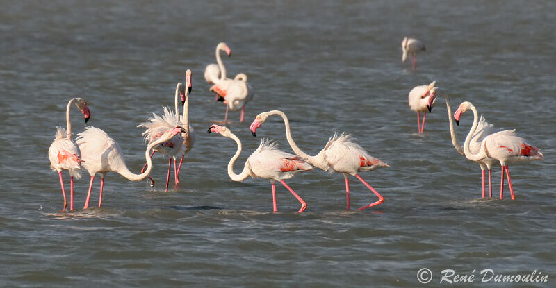 Greater Flamingo