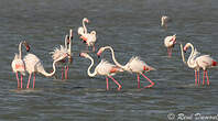 Flamant rose