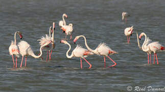 Greater Flamingo