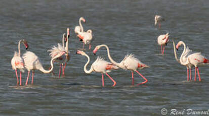 Flamant rose