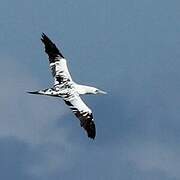 Northern Gannet