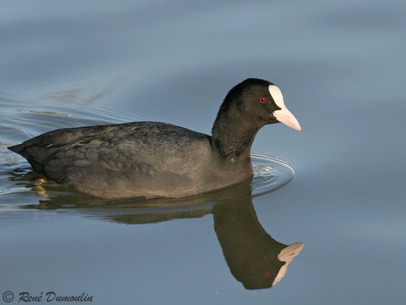 Eurasian Cootadult