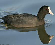 Eurasian Coot