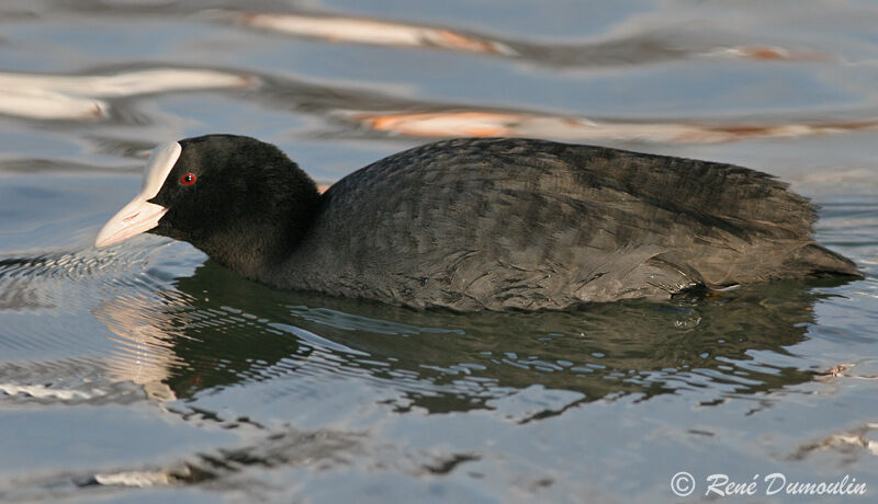 Eurasian Coot