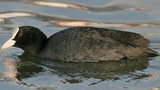 Eurasian Coot