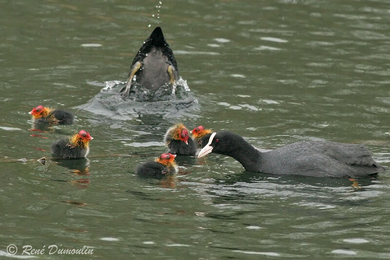 Foulque macroule , identification, Nidification