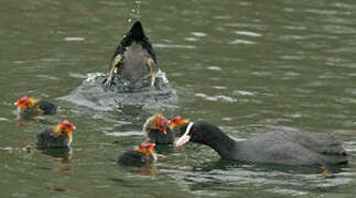 Eurasian Coot