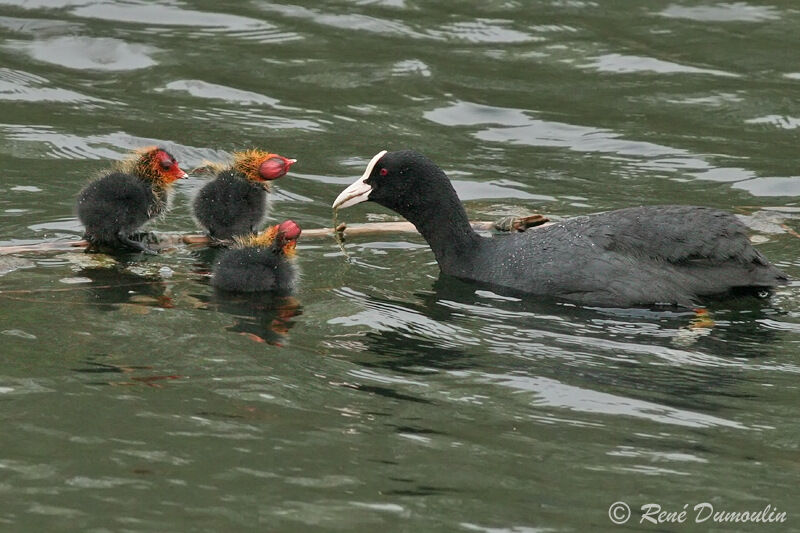 Eurasian Cootadult, identification, Reproduction-nesting, Behaviour