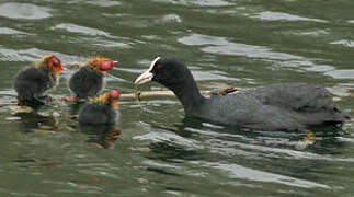 Eurasian Coot