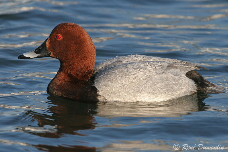 Common Pochard male adult, identification