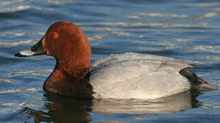 Common Pochard