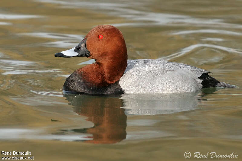 Common Pochard male adult breeding, identification