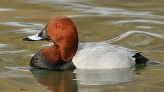 Common Pochard