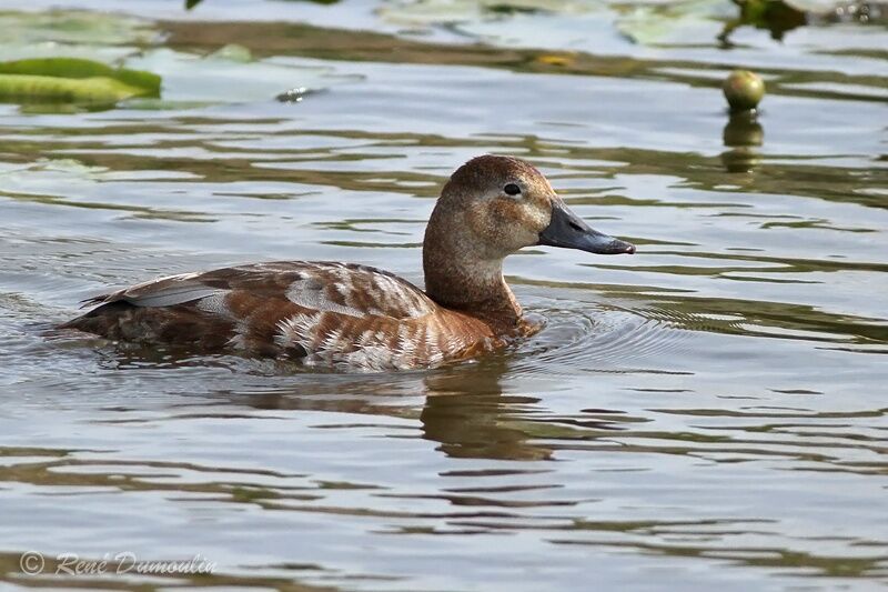 Common Pochard female, identification