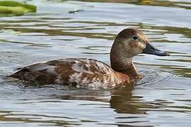 Common Pochard