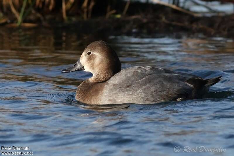 Common Pochard female adult transition, swimming