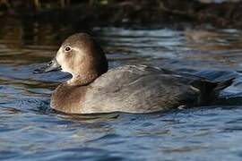 Common Pochard