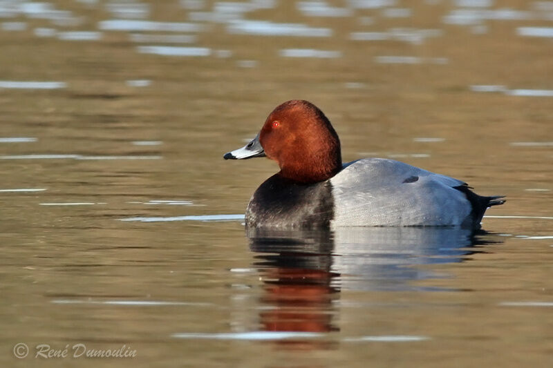 Common Pochard male adult breeding, identification