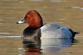 Common Pochard