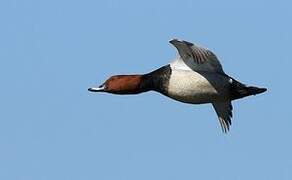 Common Pochard