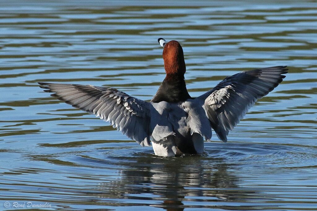 Common Pochard male adult breeding, identification