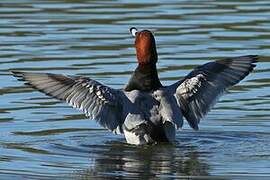 Common Pochard