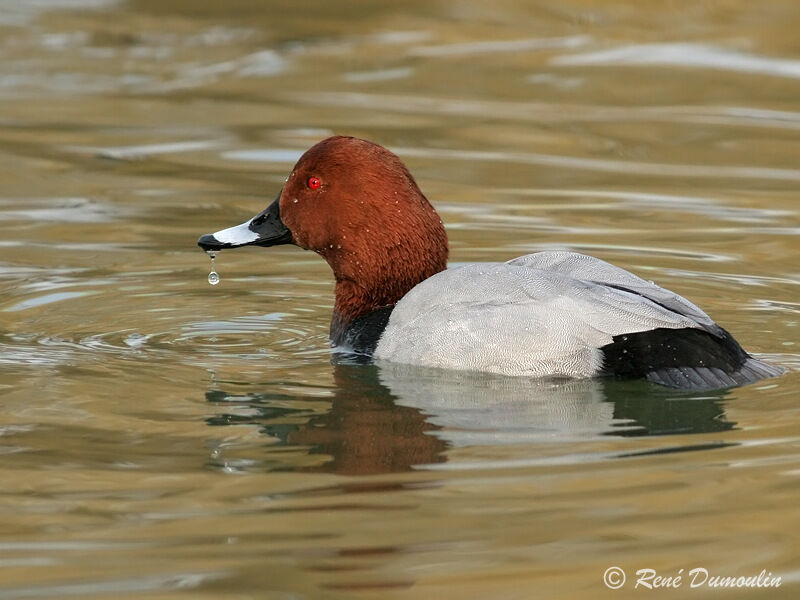 Common Pochard