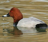 Common Pochard