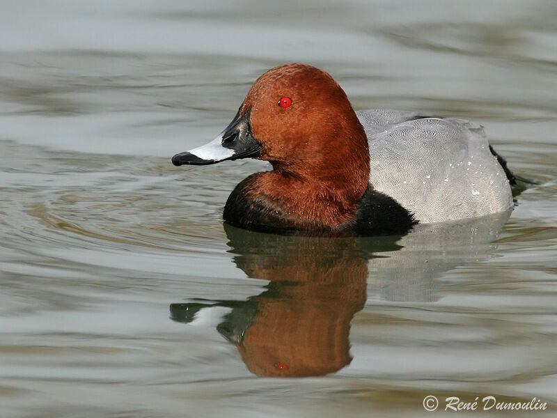 Common Pochard male adult, identification