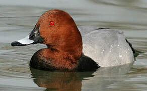 Common Pochard