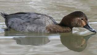 Common Pochard