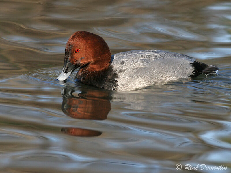 Common Pochard male adult