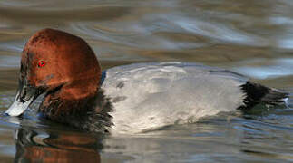 Common Pochard