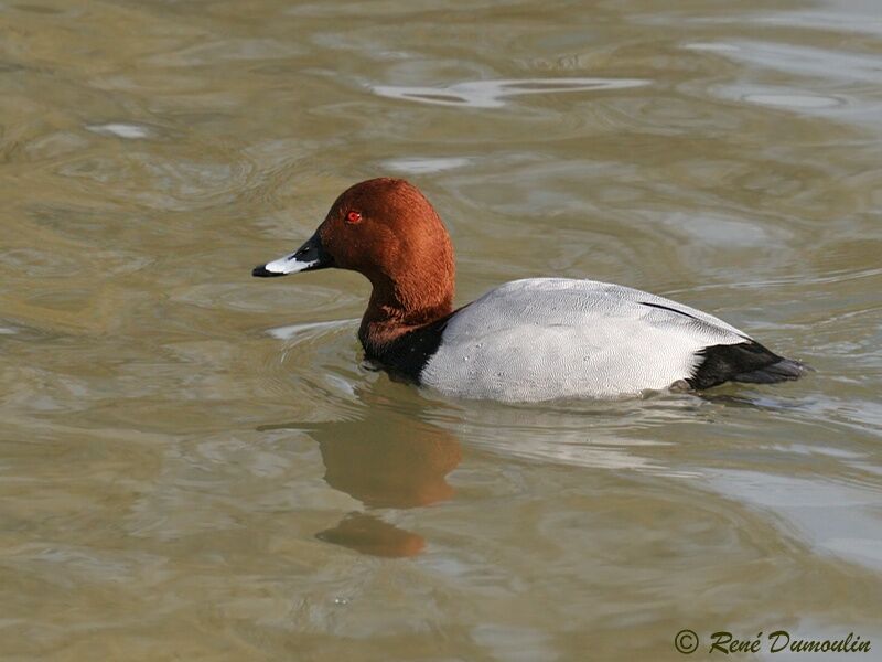 Common Pochard male