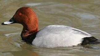 Common Pochard