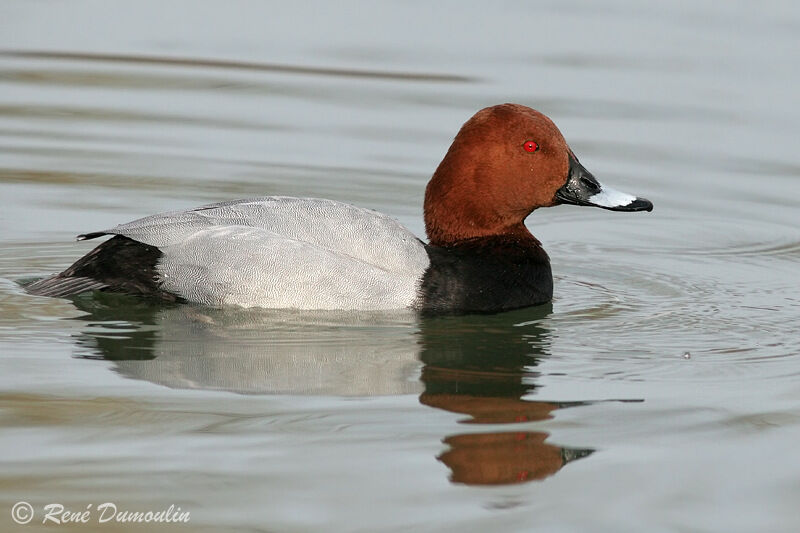 Common Pochard male adult, identification