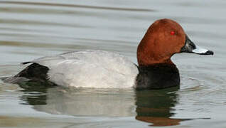 Common Pochard