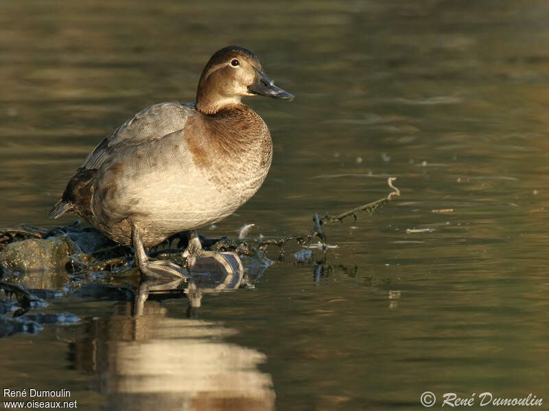 Common Pochard female adult, identification