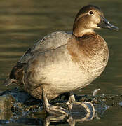 Common Pochard