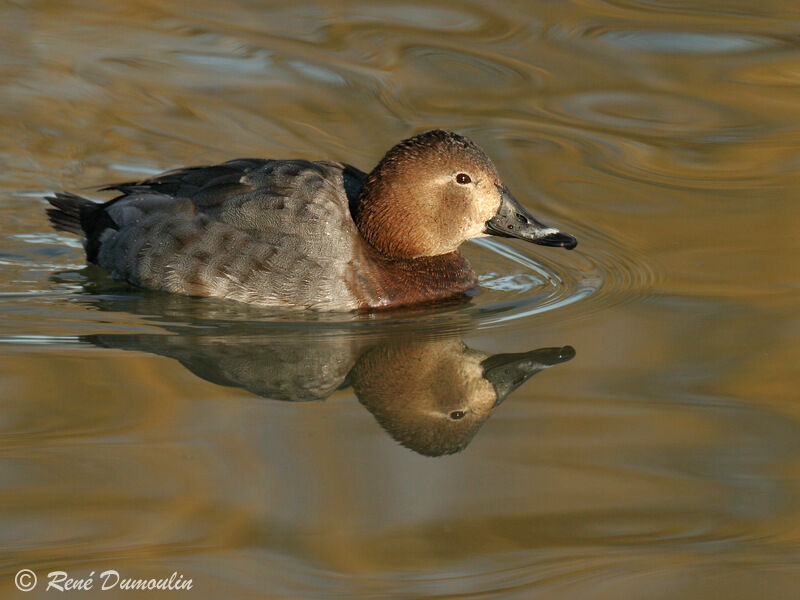 Common Pochard