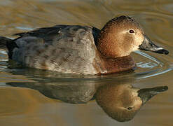 Common Pochard